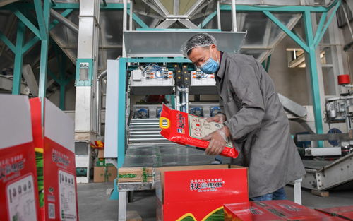 湖北當陽 農業復產正當時，農產品加工助力鄉村振興