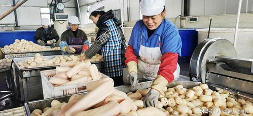 銅梁永嘉鎮 訂單紛至沓來，農產品加工生產忙