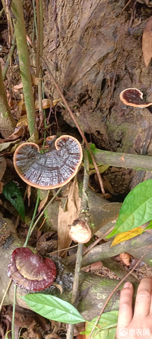 探尋紫靈芝市場 批發(fā)價(jià)格、品質(zhì)考量與購銷之道